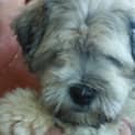 Photo of Marley