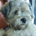 Photo of Marley