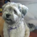 Photo of Marley