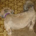Photo of Marley
