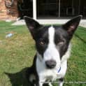 Photo of Sadie (On Hold Pending Adoption 24/5)
