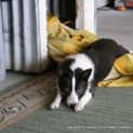 Photo of Sadie (On Hold Pending Adoption 24/5)