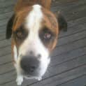 Photo of Dude (On Hold Pending Adoption On 9/5/13)
