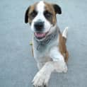 Photo of Dude (On Hold Pending Adoption On 9/5/13)