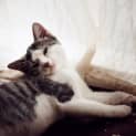 Photo of Snowball