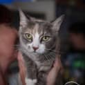 Photo of Muffin