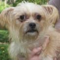 Photo of Rusty (On Trial 1/5/13)
