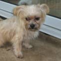Photo of Rusty (On Trial 1/5/13)