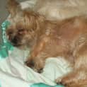 Photo of Rusty (On Trial 1/5/13)