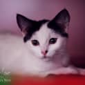 Photo of Flossie