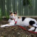 Photo of Juliet
