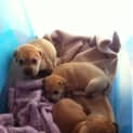 Photo of Bronze (On Hold Pending Adoption)