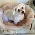 Photo of Mini Moo (On Trial 15/5/13)