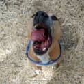 Photo of Rusty (3) (On Trial 25/4/13)