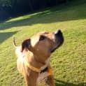 Photo of Rusty (3) (On Trial 25/4/13)