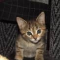 Photo of Pheobe