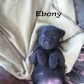 Photo of Ebony (On Trial 2/5/13)