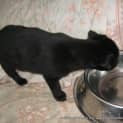 Photo of Ebony (On Trial 2/5/13)