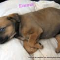 Photo of Emma (On Trial 4/5/13)