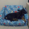 Photo of Millie (On Trial 26/5/13)