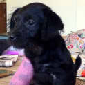 Photo of Milly # 1517