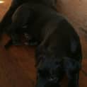 Photo of Kiwi