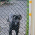 Photo of Bella (3) (On Trial 11/6/13)
