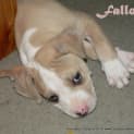 Photo of Zayda (On Trial 12/5/13)