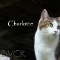 Photo of Charlotte