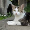 Photo of Charlotte