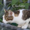 Photo of Charlotte