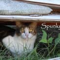 Photo of Spunky