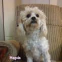 Photo of Megsie (On Trial 6/5/13)