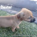 Photo of Dexter (2) (On Hold Pending Adoption)