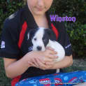 Photo of Winston (On Trial 7/5/13)