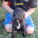 Photo of Zander (On Trial 15/5/13)