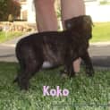 Photo of Koko (On Trial 15/5/13)