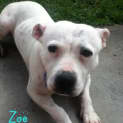 Photo of Zoe (On Trial 26/5/13)
