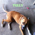 Photo of Tully (On Trial 5/5/13)