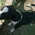 Photo of Buddy Bear