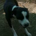 Photo of Buddy Bear