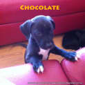 Photo of Chocolate (On Trial 9/5/13)
