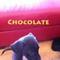 Photo of Chocolate (On Trial 9/5/13)