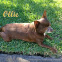 Photo of Ollie (On Trial 16/6/13)