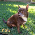 Photo of Ollie (On Trial 16/6/13)