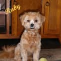Photo of Ruby (2) (On Trial 12/5/13)
