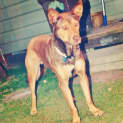 Photo of Rusty (On Hold Pending Adoption)