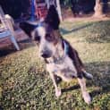 Photo of Juno (On Trial 11/7/13)