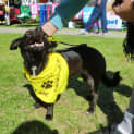 Photo of Hattie *On Trial In Her New Home*