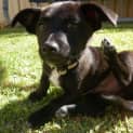 Photo of Marco *On Trial In His New Home*